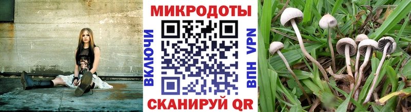 Псилоцибиновые грибы Psilocybine cubensis  цены   Жуков 